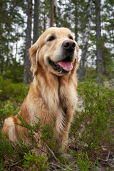 Golden retriever portrait in the Norwegian woods, a short break during weekend hiking
