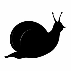 snail on a white background