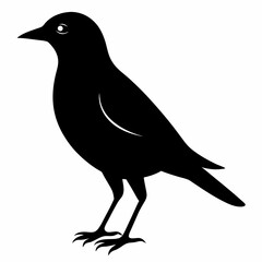 crow on a white