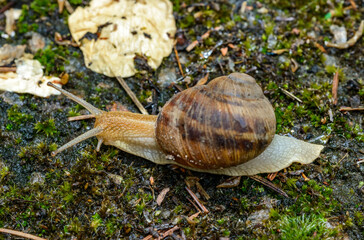 Helix albescens - Snail crawling in search of food in the garden