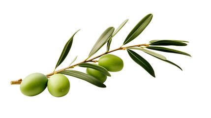 Isolated green olives on an olive branch