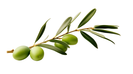 Isolated green olives on an olive branch