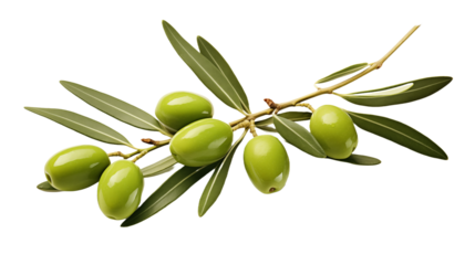 Isolated green olives on an olive branch