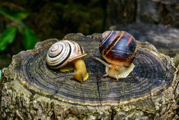 Cepaea vindobonensis and Helix vulgaris - two crawling land pulmonate molluscs on a tree stump
