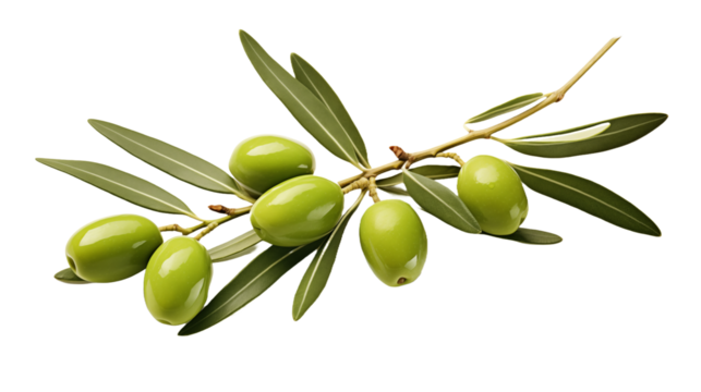 Isolated green olives on an olive branch