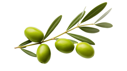 Isolated green olives on an olive branch