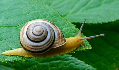 Cepaea vindobonensis - crawling land lung mollusk with a yellow body