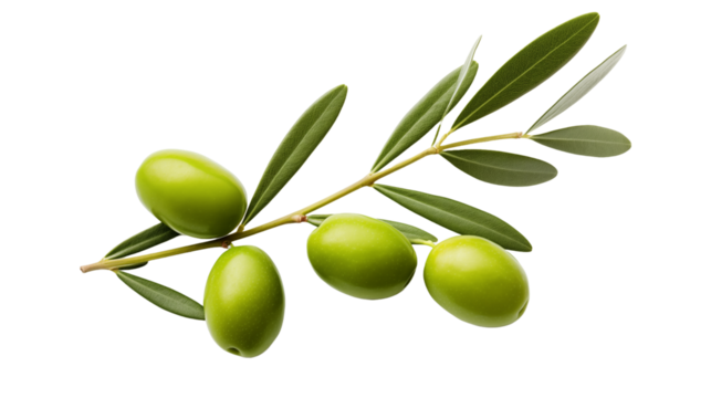 Isolated green olives on an olive branch
