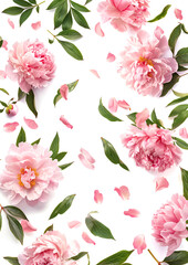 Obraz premium fly falling peony flowers and leaves on white background