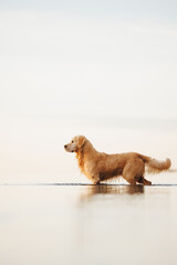 golden retriever dog on the beach