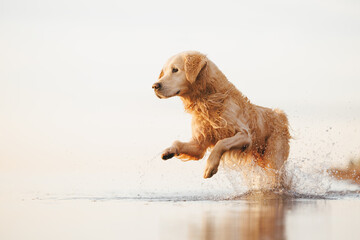 golden retriever dog on the beach