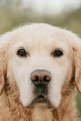 golden retriever dog