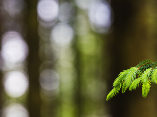 A Single Spruce Twig in a Swedish Forest
