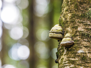 Two Shelf Fungi Growing on Birch Tree in Swedish Forest