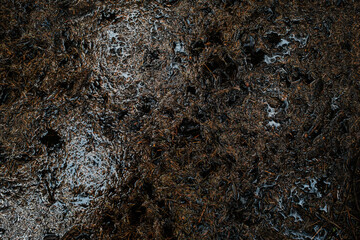 Dark Forest Floor With Water Puddles In Sweden