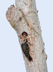 Female Nuttall's Woodpecker Feeding Chick