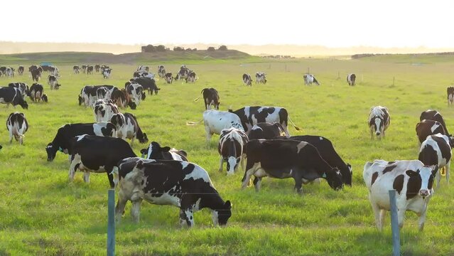 Milk cows grazing on green farm pasture. Feeding of cattle on farmland grassland