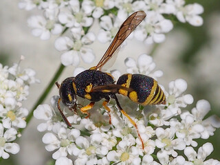 Wasp (Eustenancistrocerus amadanensis)