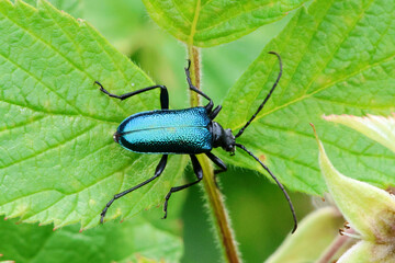 Naklejka premium Insect