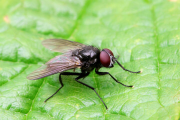 Fly