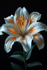 White Lily with Orange Spots on Black Background