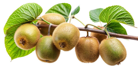 kiwi fruit isolated on white background