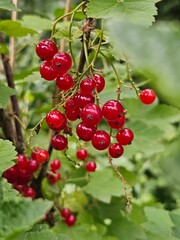currants, currants in the garden, red berries