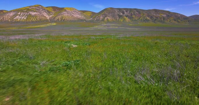 Temblor Range Spring Flowers Aerial Drone View