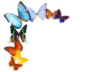Multicolored butterflis frame
