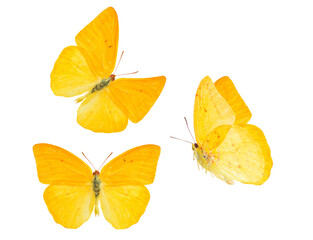 apricot sulphur butterfly