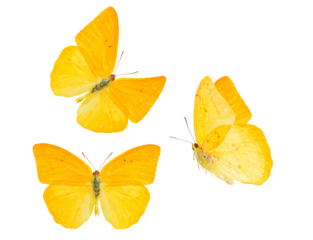 apricot sulphur butterfly