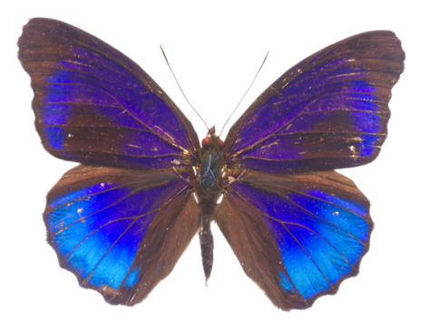  morpho adonis blue butterfly