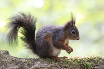 Eichhönrchen (Sciurus)