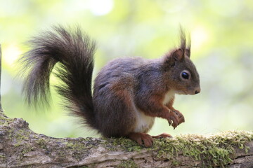 Eichhönrchen (Sciurus)