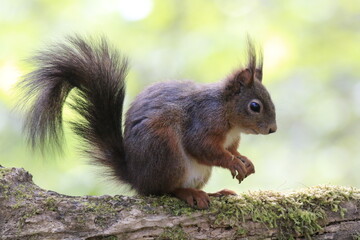 Eichhönrchen (Sciurus)