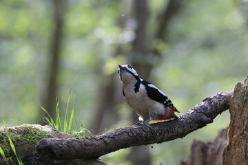 Buntspecht (Dendrocopos major)