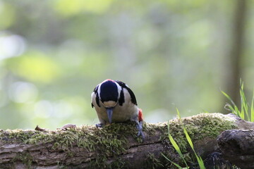 Buntspecht (Dendrocopos major)