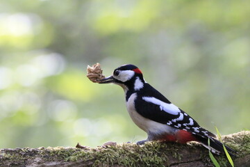 Buntspecht (Dendrocopos major)