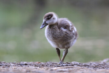 Nilgans Küken Portrait (alopochen aegyptica)