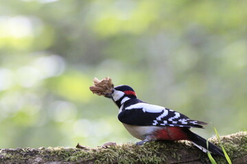 Buntspecht (Dendrocopos major)