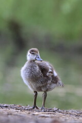 Nilgans K&uuml;ken (Alopochen aegyptiaca)