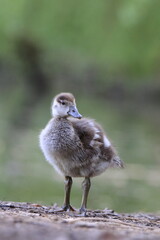 Nilgans K&uuml;ken (Alopochen aegyptiaca)
