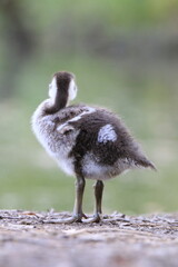 Nilgans Küken (Alopochen aegyptiaca)