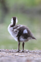 Nilgans K&uuml;ken (Alopochen aegyptiaca)