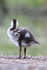 Nilgans K&uuml;ken (Alopochen aegyptiaca)