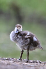 Nilgans Küken (Alopochen aegyptiaca)