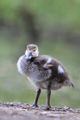 Nilgans K&uuml;ken (Alopochen aegyptiaca)