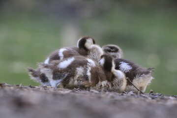 Nilgans Familie Küken (alopochen aegyptiaca)