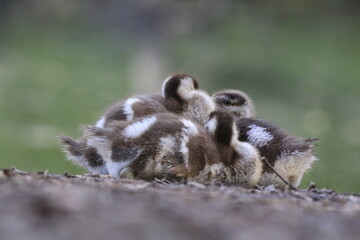 Nilgans Familie K&uuml;ken (alopochen aegyptiaca)