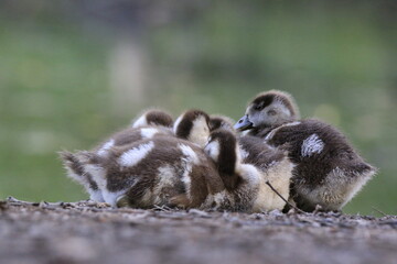 Nilgans Familie Küken (alopochen aegyptiaca)